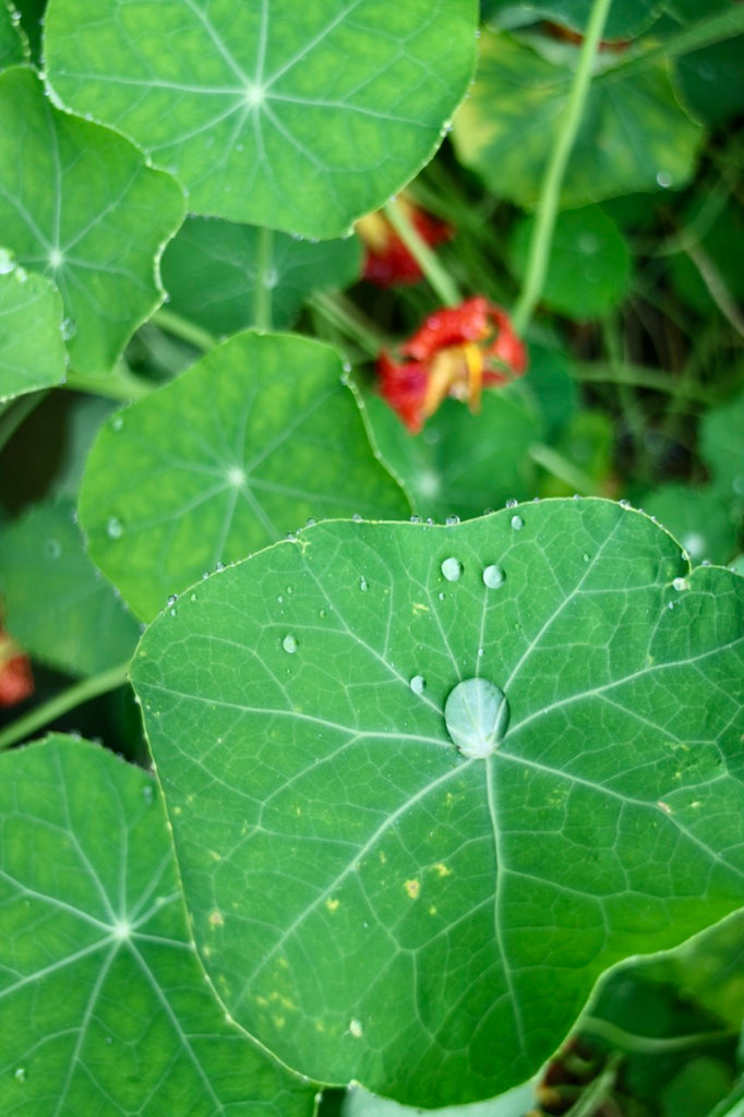 What is the significance of Autumn in Chinese medicine?