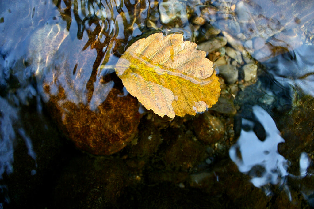 Ahh Autumn... A time to slow down, cozy up and take care.