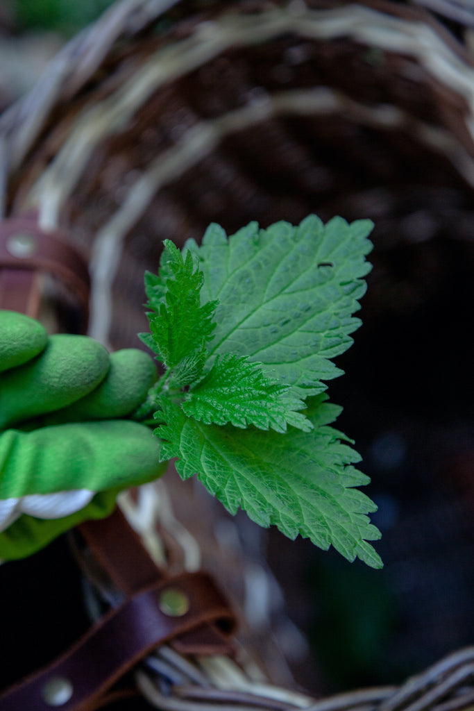Harvesting Wild Food